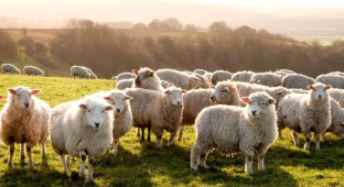 Inscriben a cuatro ovejas en un colegio para evitar el cierre de un aula